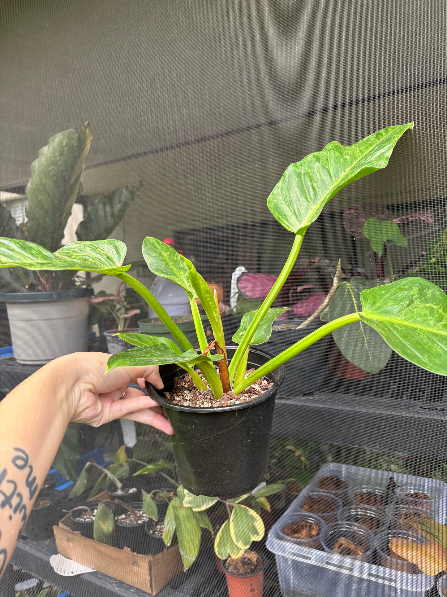 6” Philodendron Ruaysap Mutation