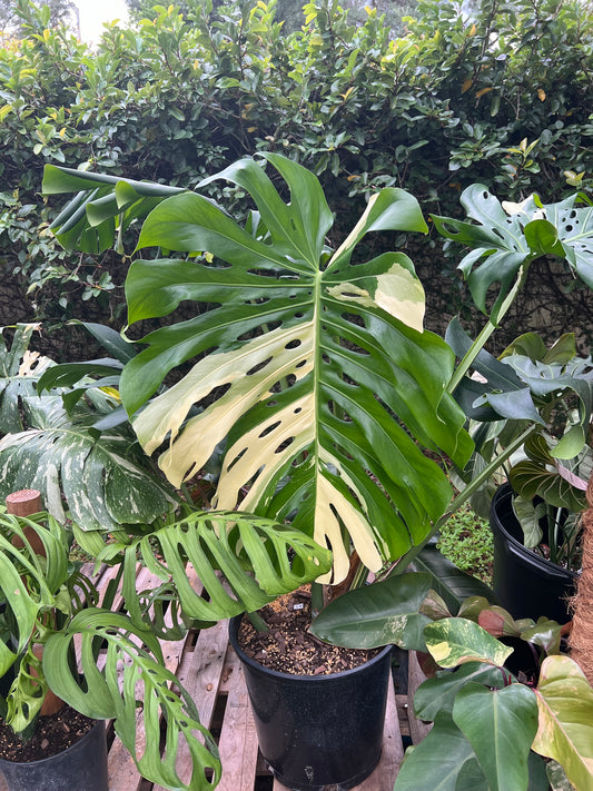 10” Large Form Monstera Albo (Deliciosa) ALICIA