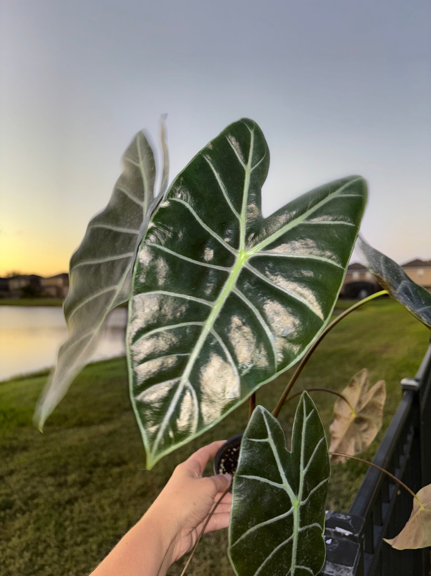 CORM: Alocasia Longiloba Purple