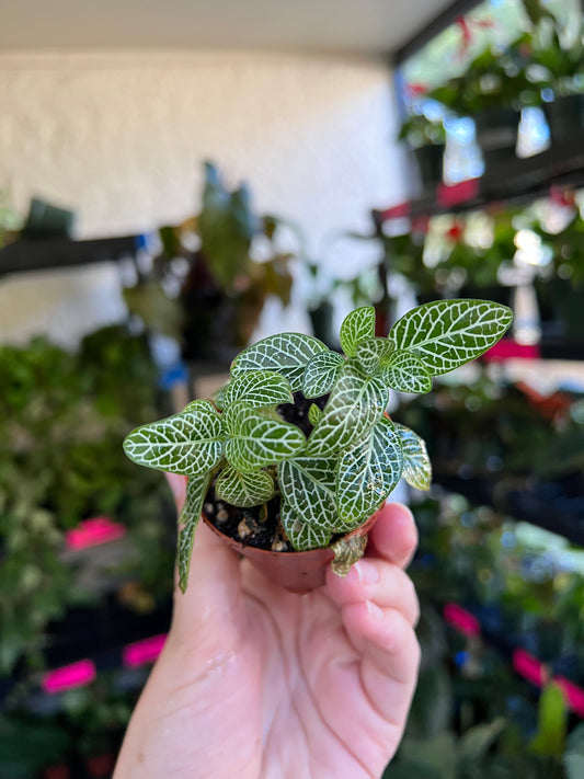 2” Green Nerve Plant