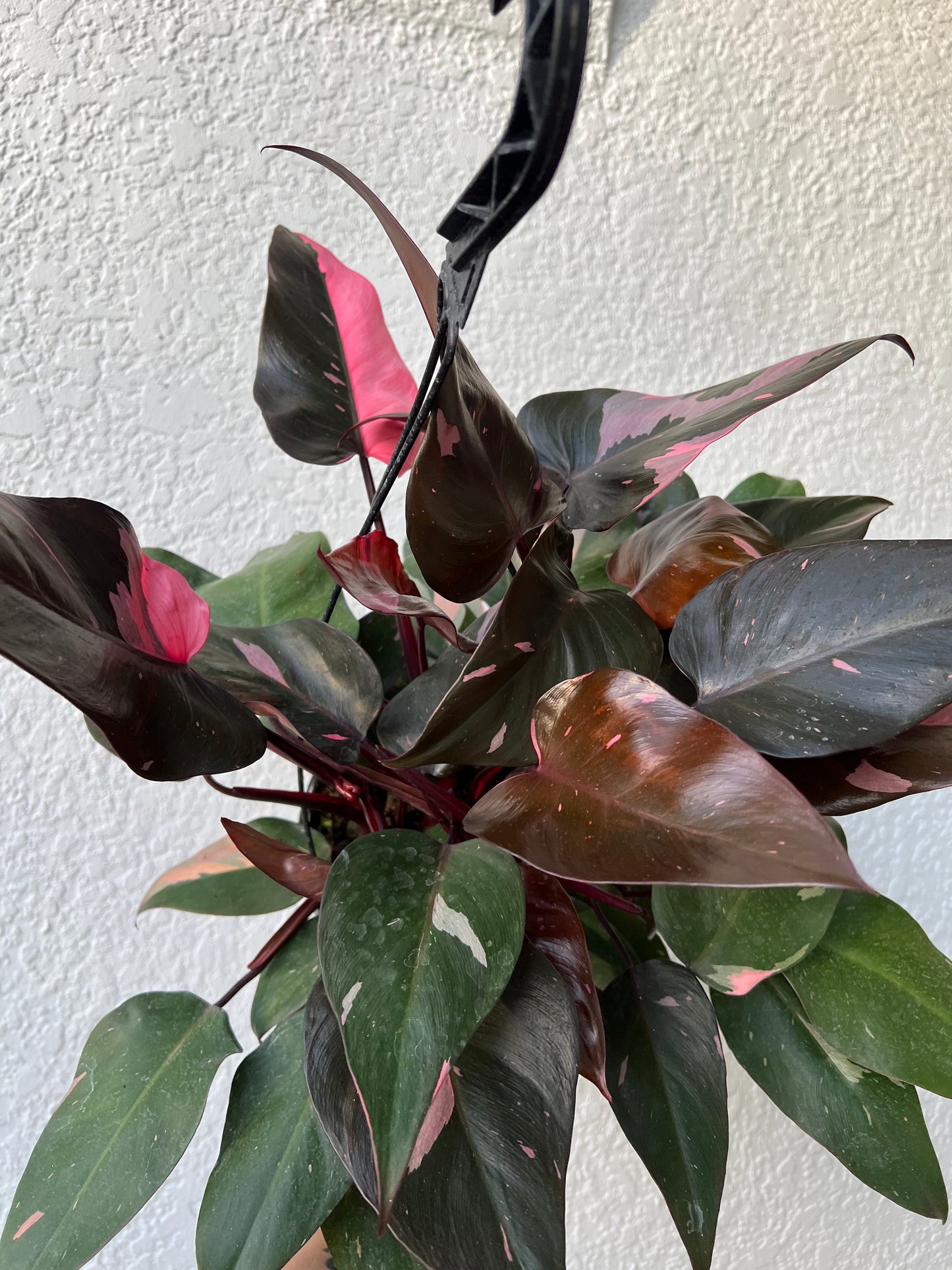 8” Philodendron Pink Princess