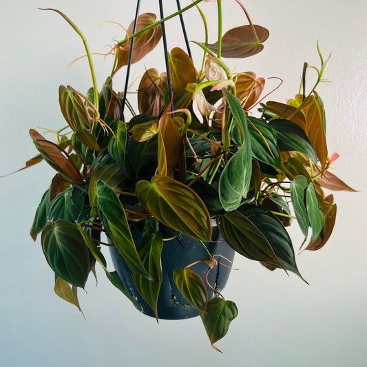 8” Philodendron Micans Hanging Basket