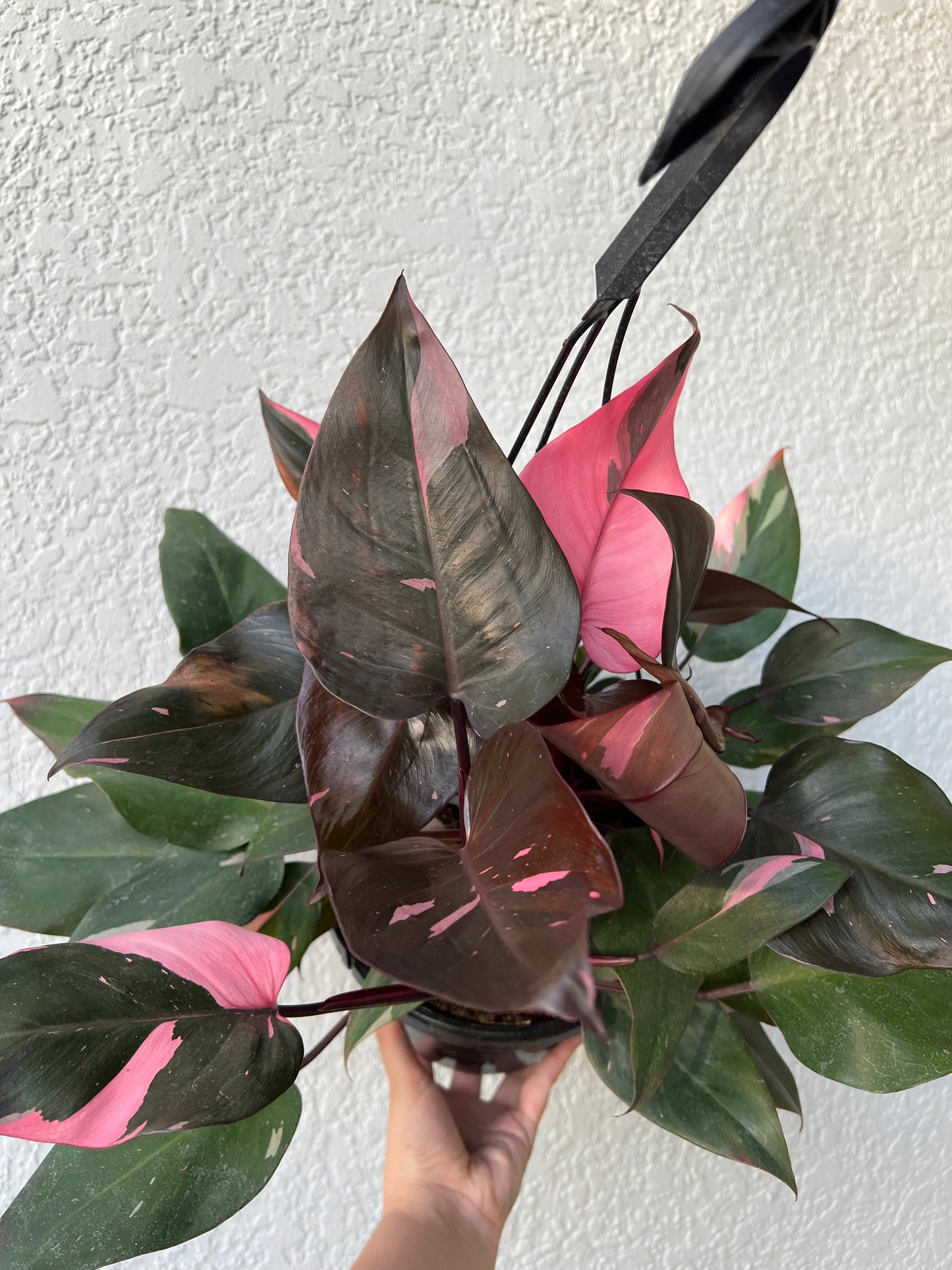 8” Philodendron Pink Princess