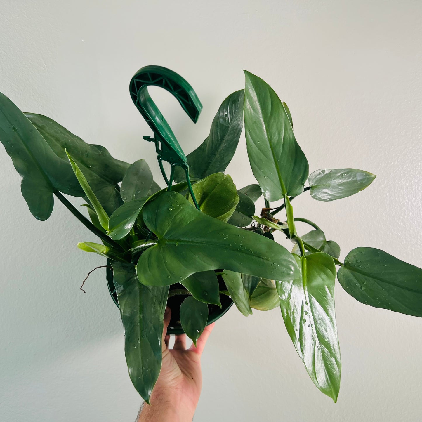 8” Philodendron Silver Sword Hanging Basket