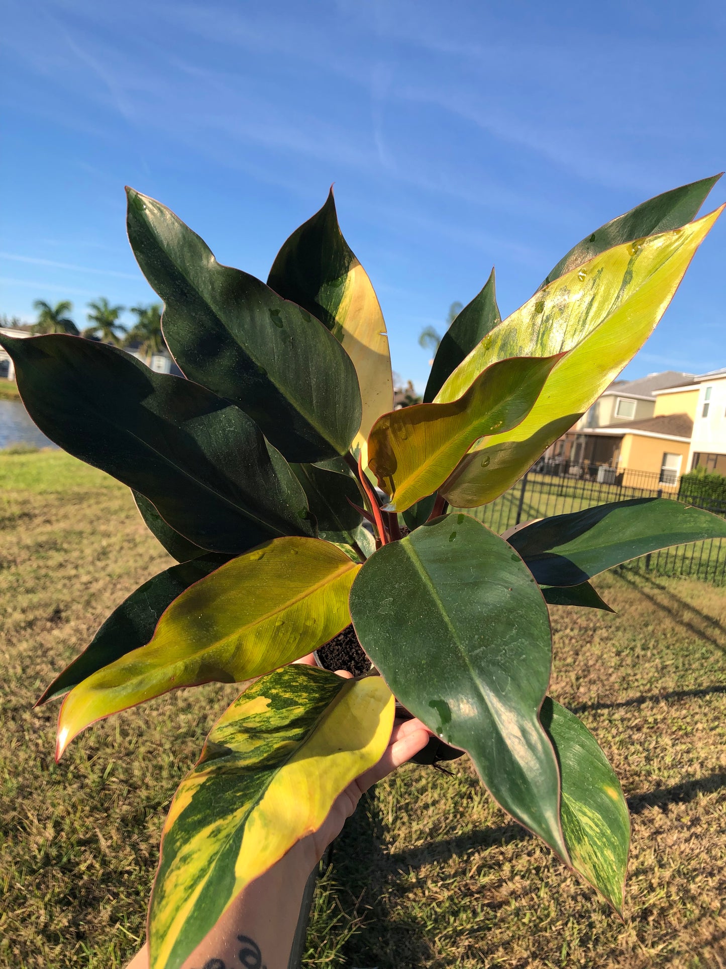 6” Philodendron Red Congo Variegated