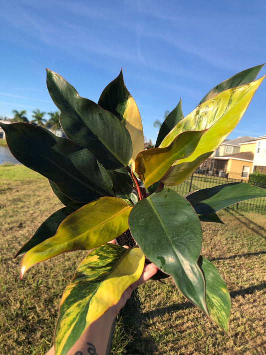 6” Philodendron Red Congo Variegated