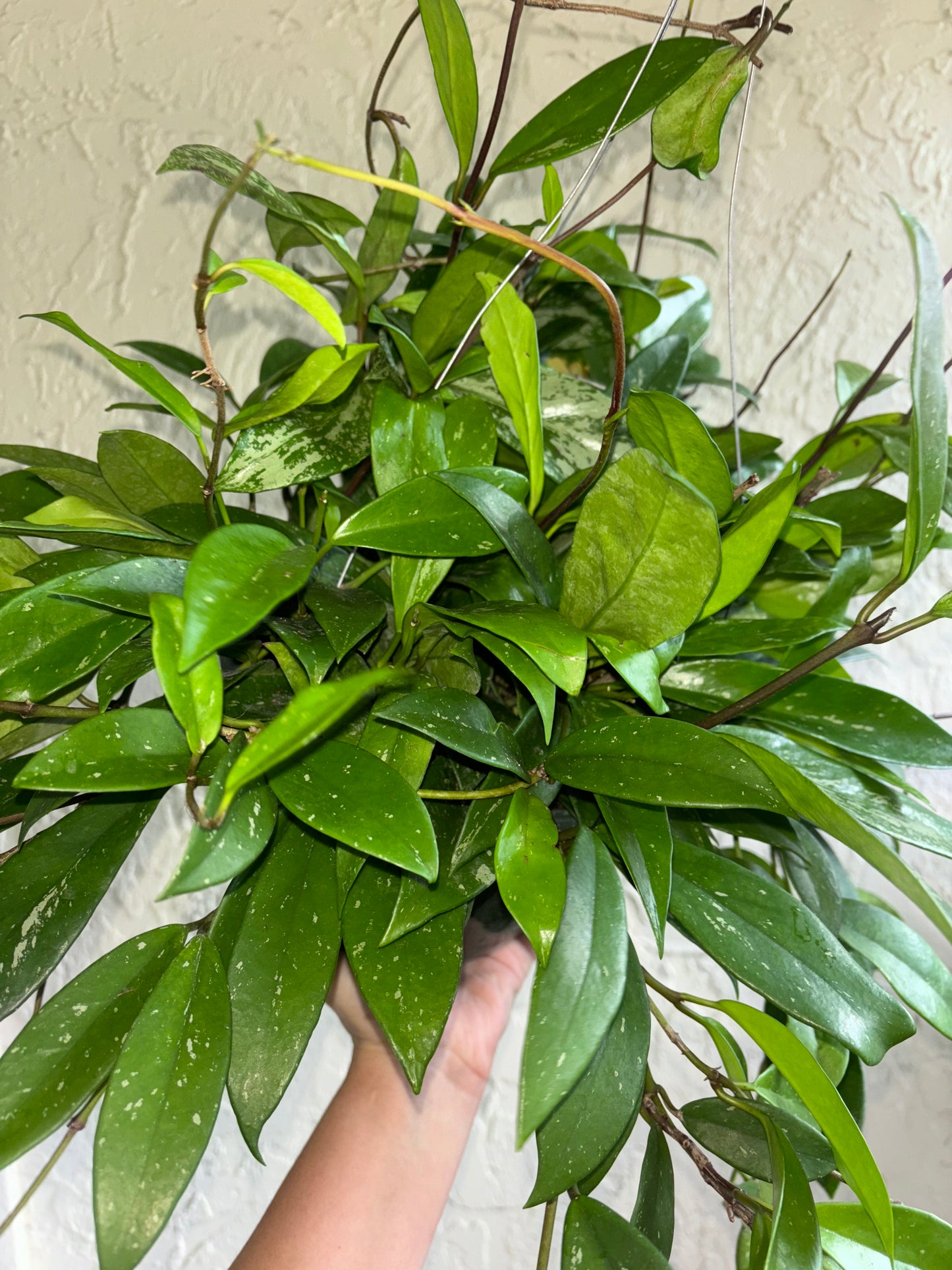 8” Hoya Pubicalyx Splash Hanging Basket