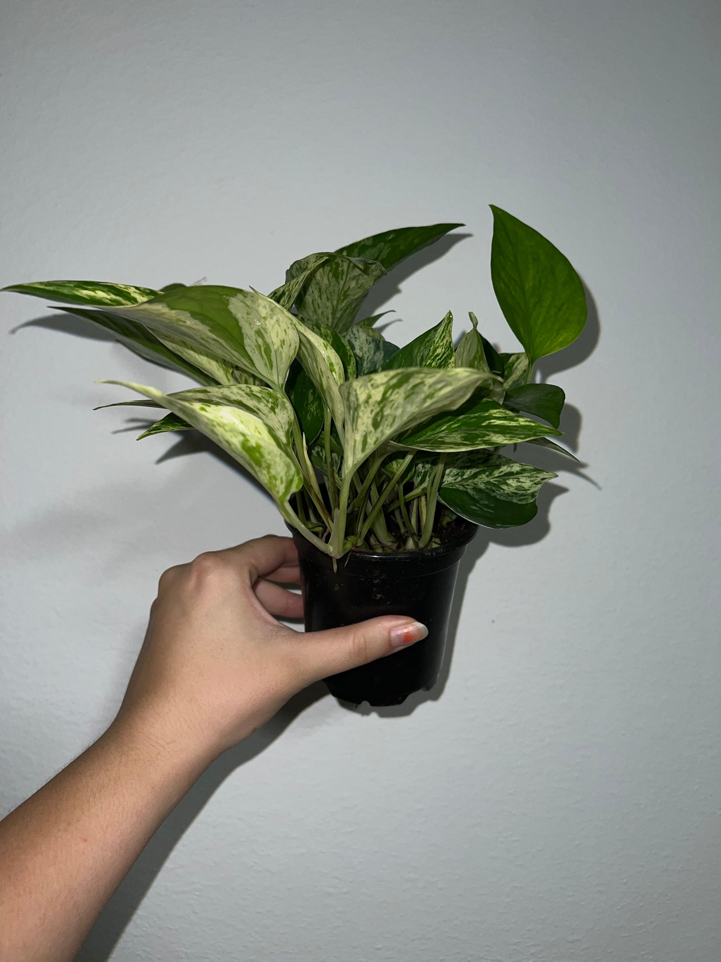 4" Epipremnum Aureum 'Marble Queen'