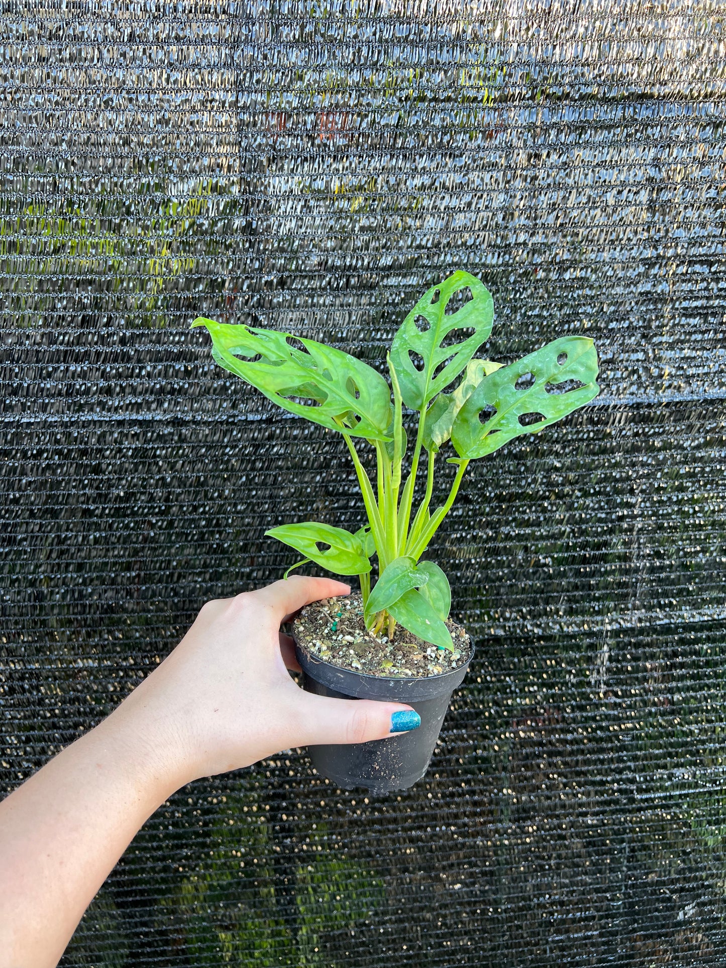 4” Monstera Adansonii