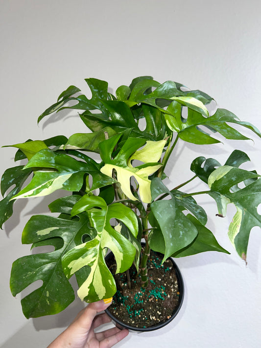 6” Rhapidophora Tetrasperma Albo (Mini Monstera)