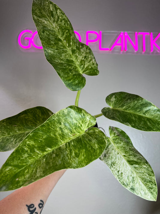 4” Philodendron Giganteum Blizzard