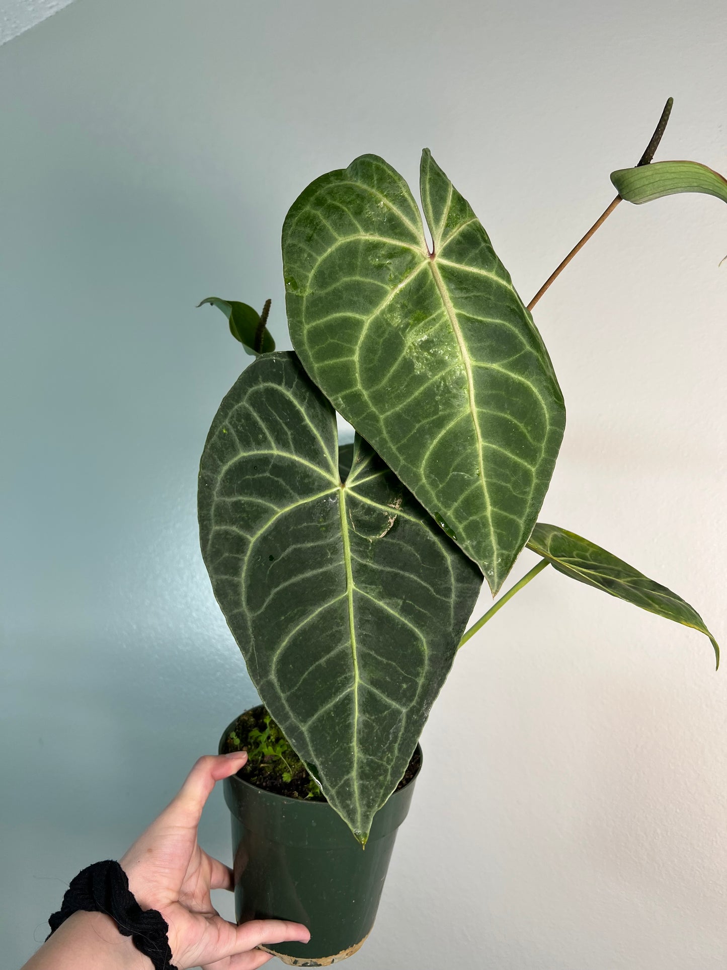 6” Anthurium Clarinervium