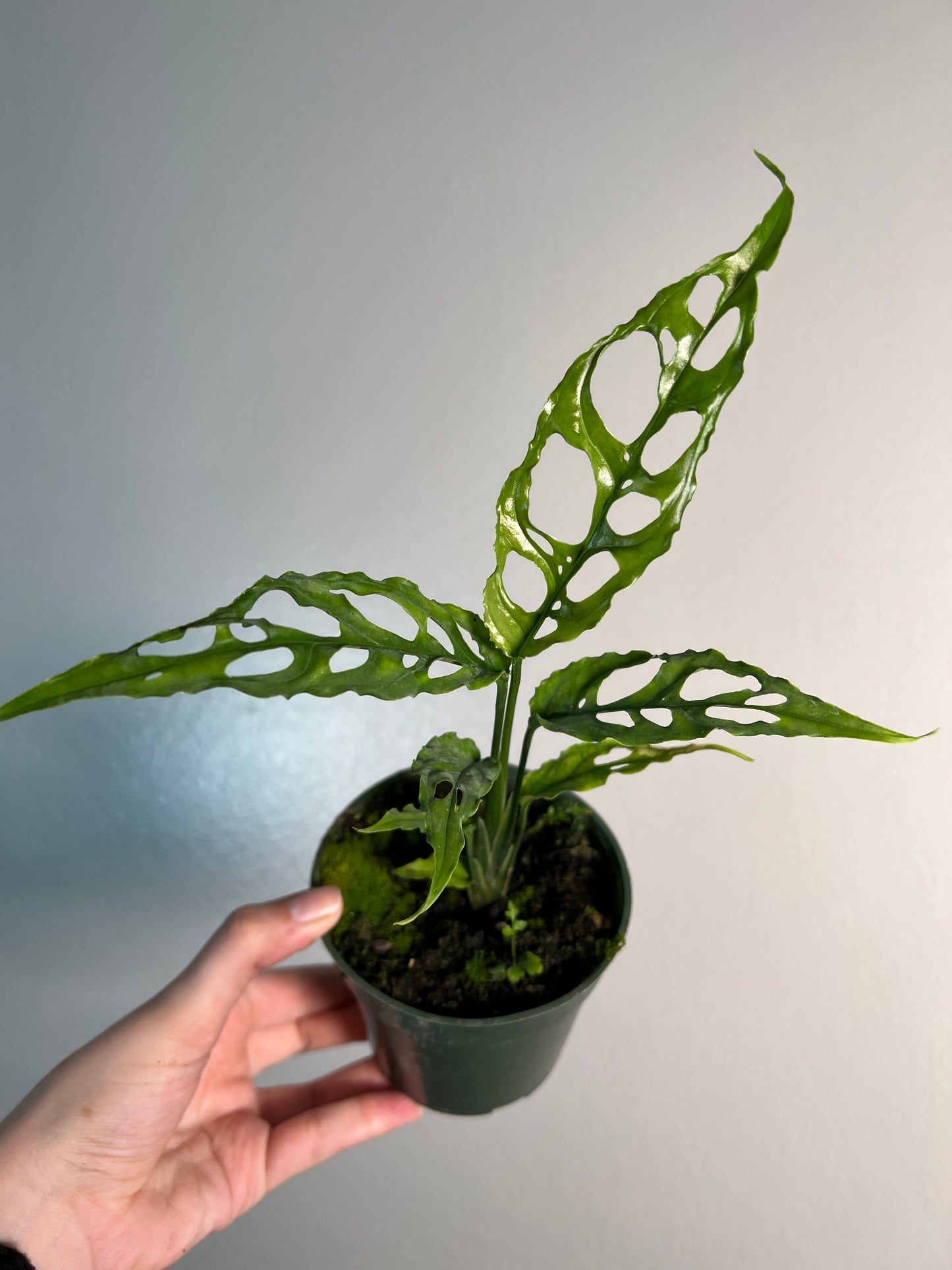 4” Monstera Obliqua