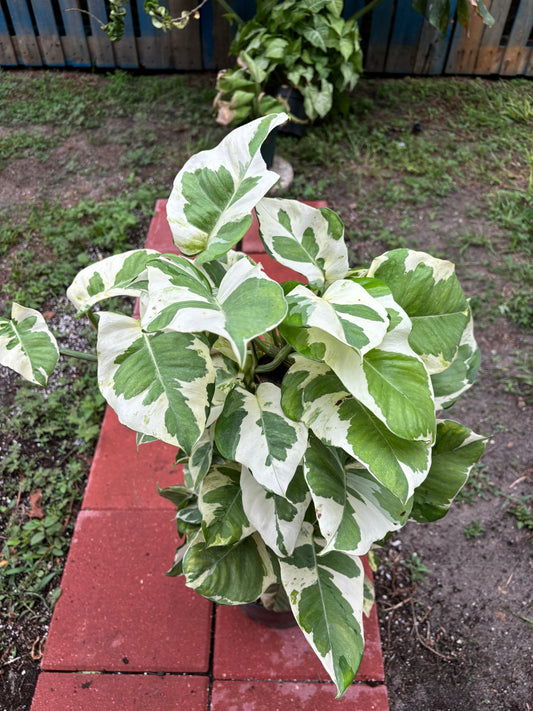 8” Njoy Pothos Totem