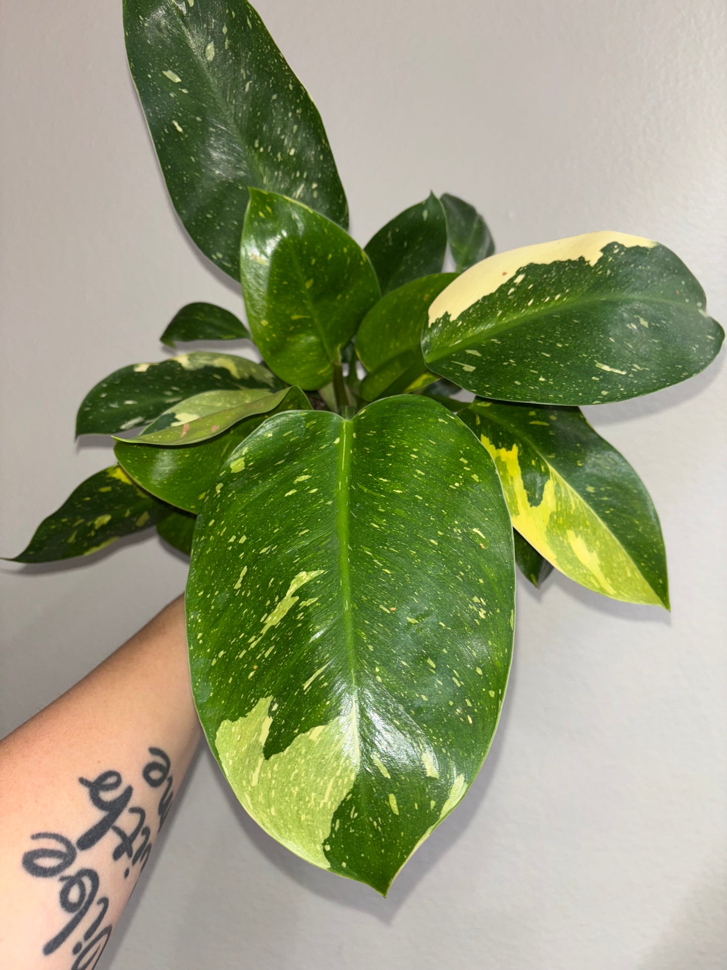 4” Philodendron Green Congo Nuclear