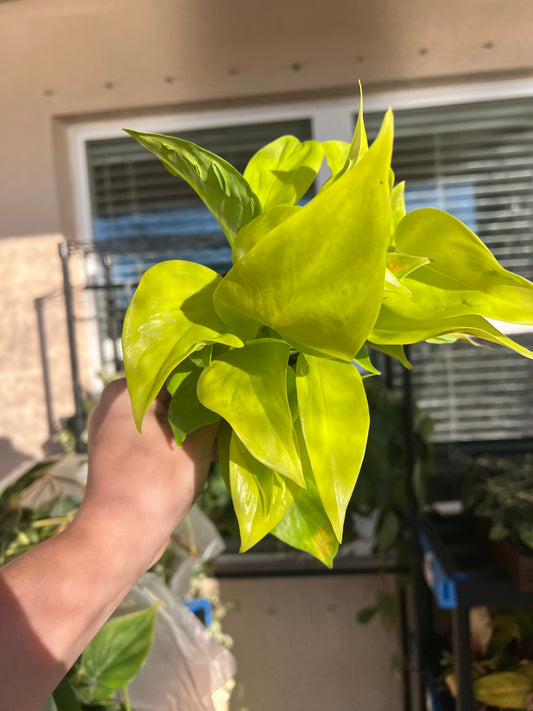 4” Epipremnum Teruno