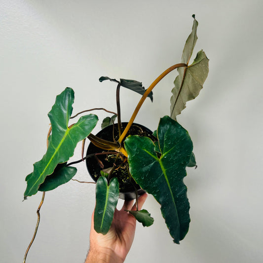 6” Philodendron Black Billie