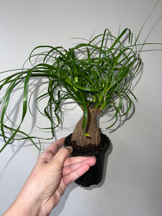 4” Ponytail Palm