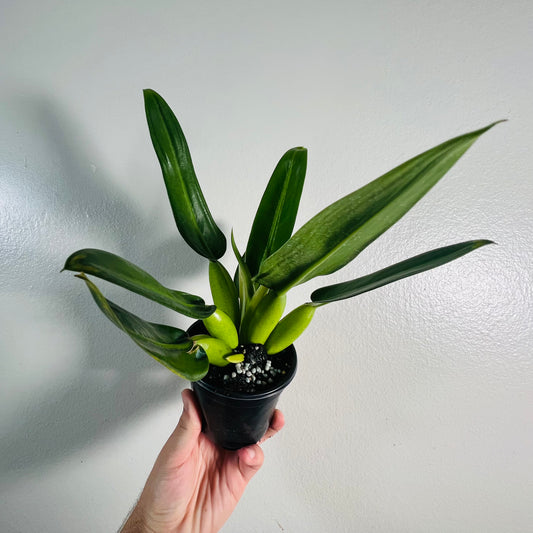 4” Philodendron Fat Boy