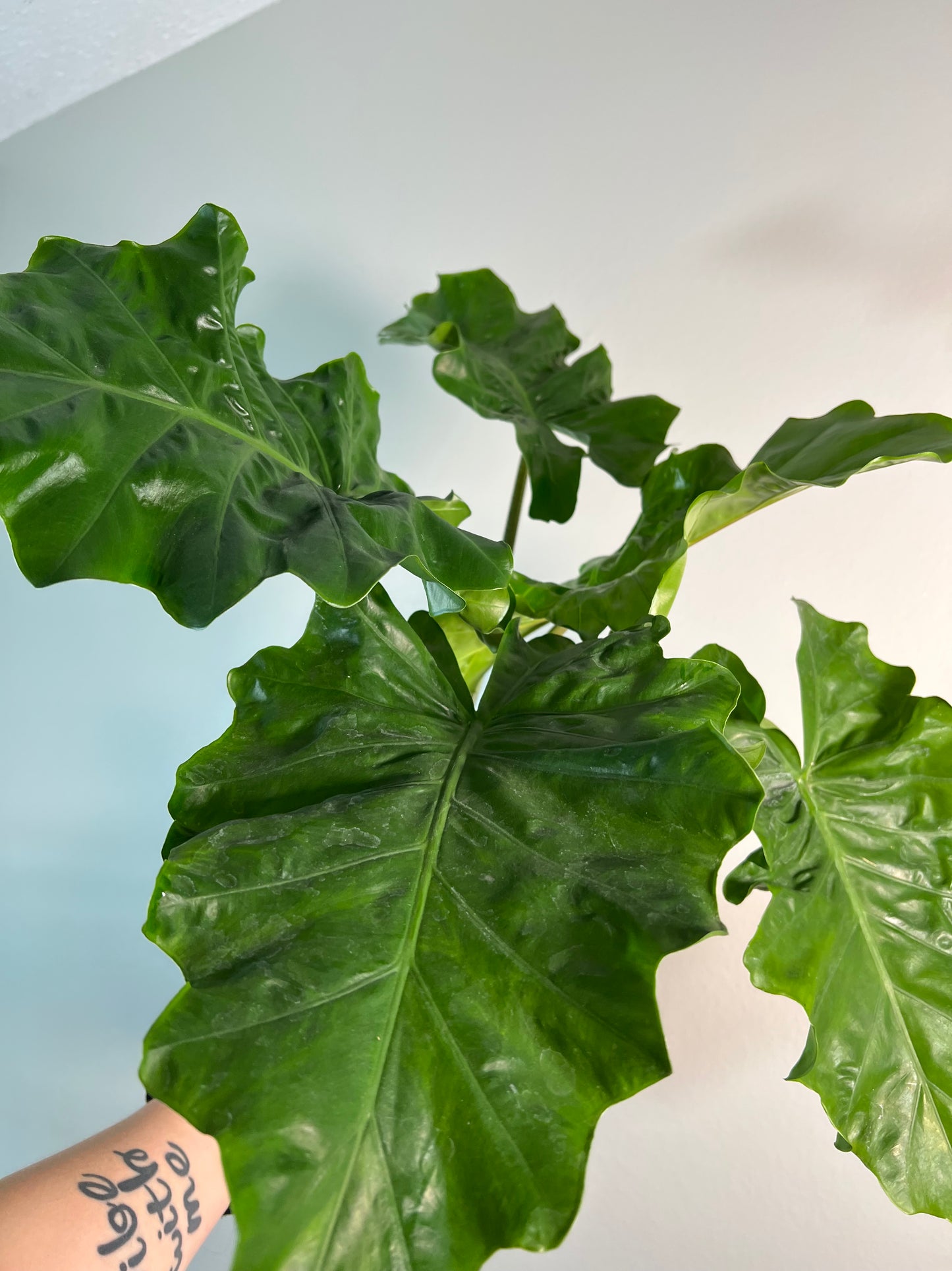 6” Alocasia Low Rider