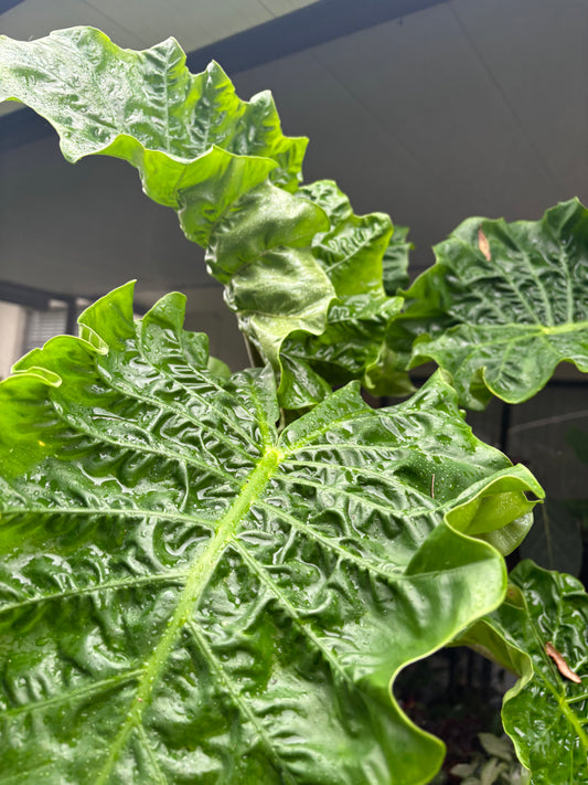 8” Alocasia Low Rider