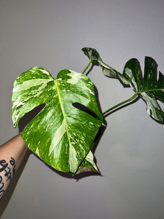 6” Monstera Albo (#7)