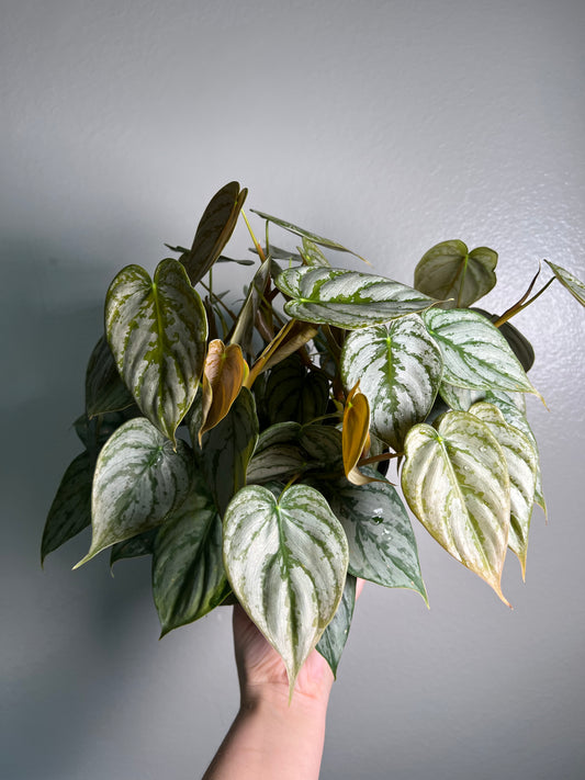 6” Philodendron Brandtianum