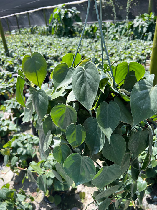 8” Philodendron Heartleaf Hanging Basket