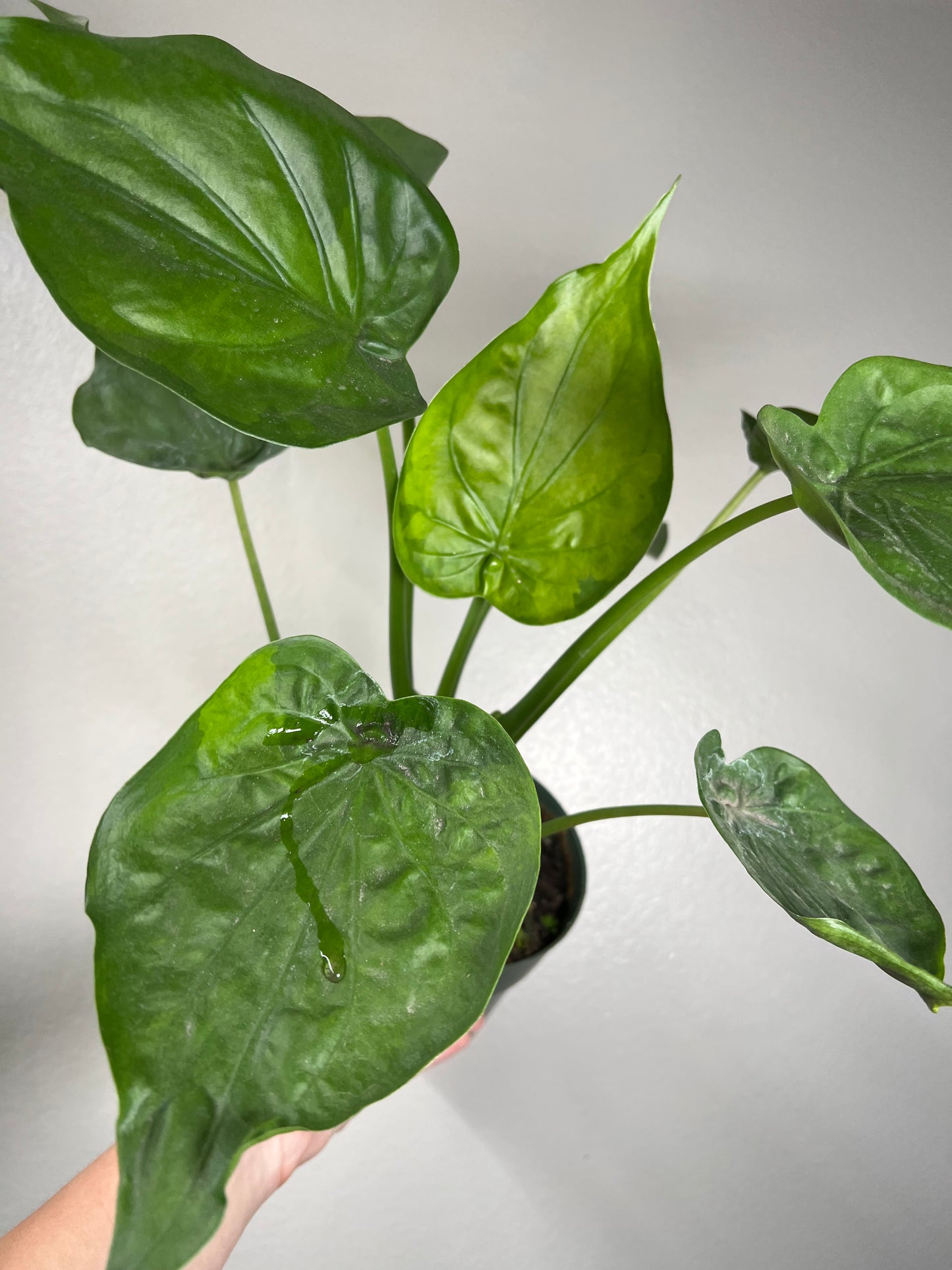 6” Alocasia Cucullata ‘Banana Split’