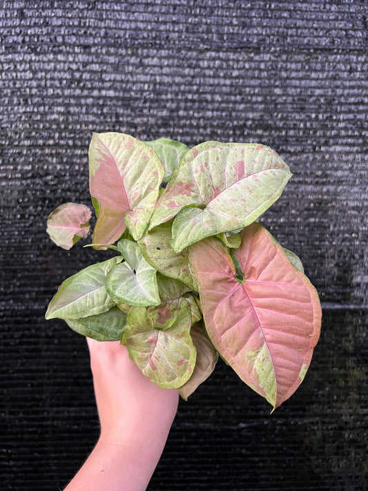 4” Syngonium Confetti
