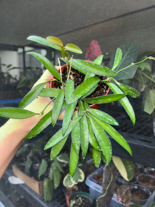 4” Hoya Rosita