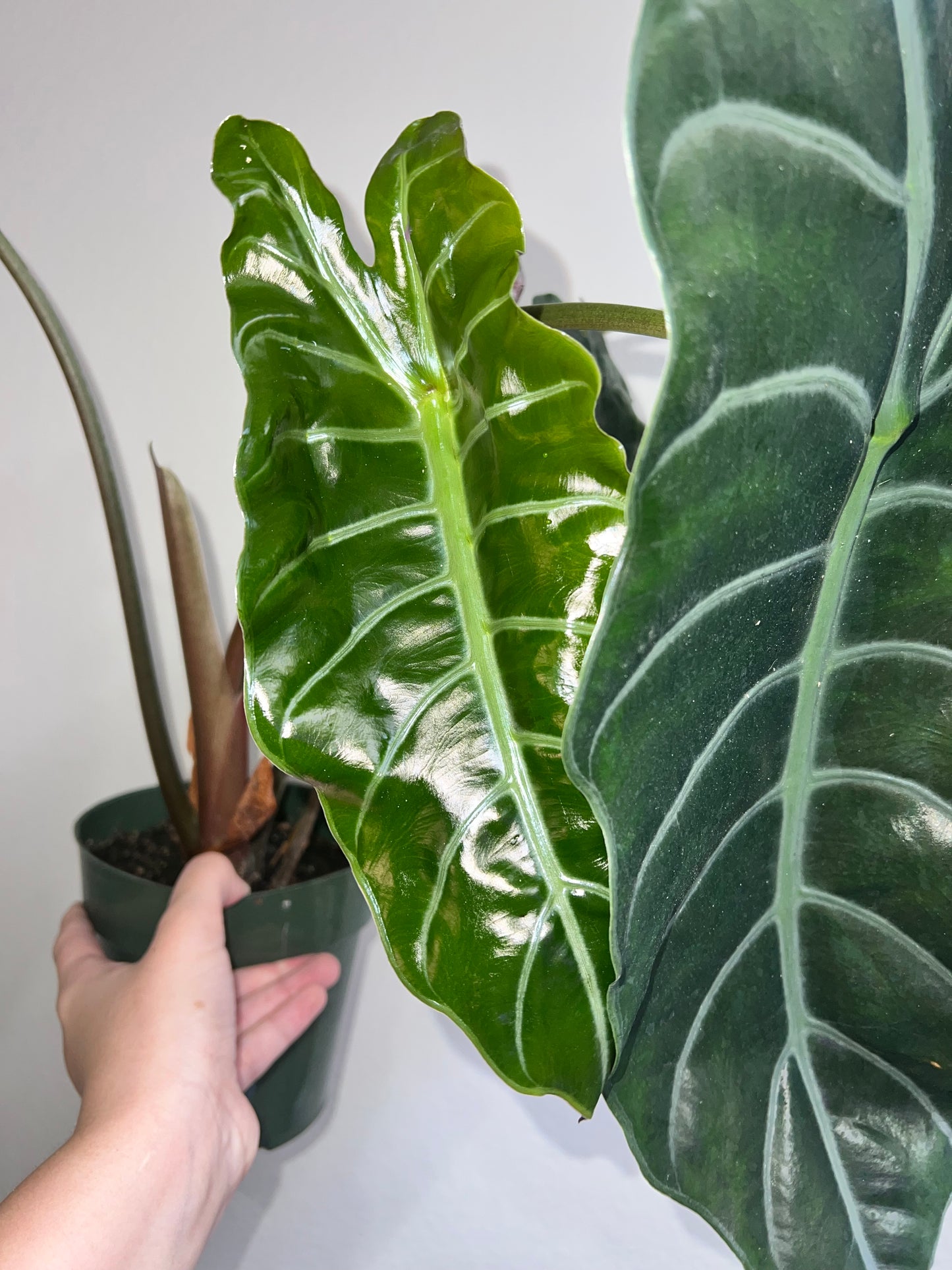 6” Alocasia Chantreiri