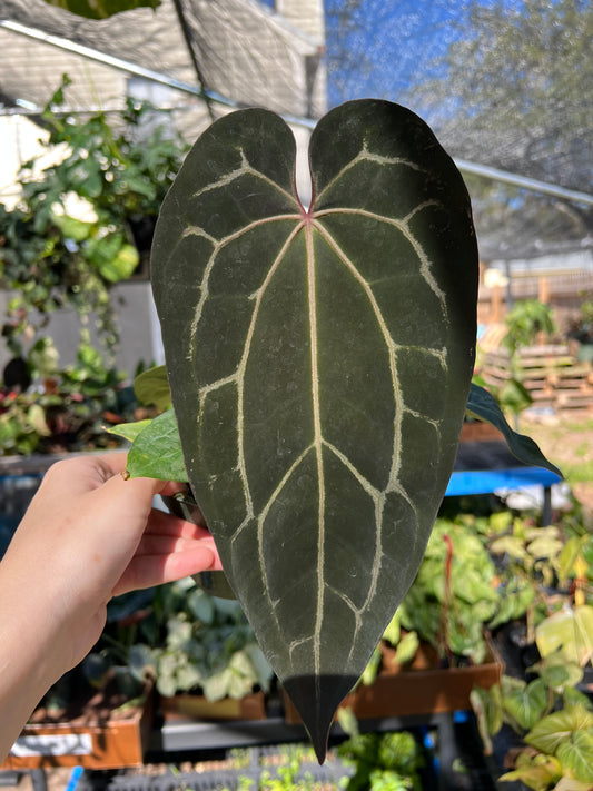 4” Anthurium Hot ChocolateXDark Crystal