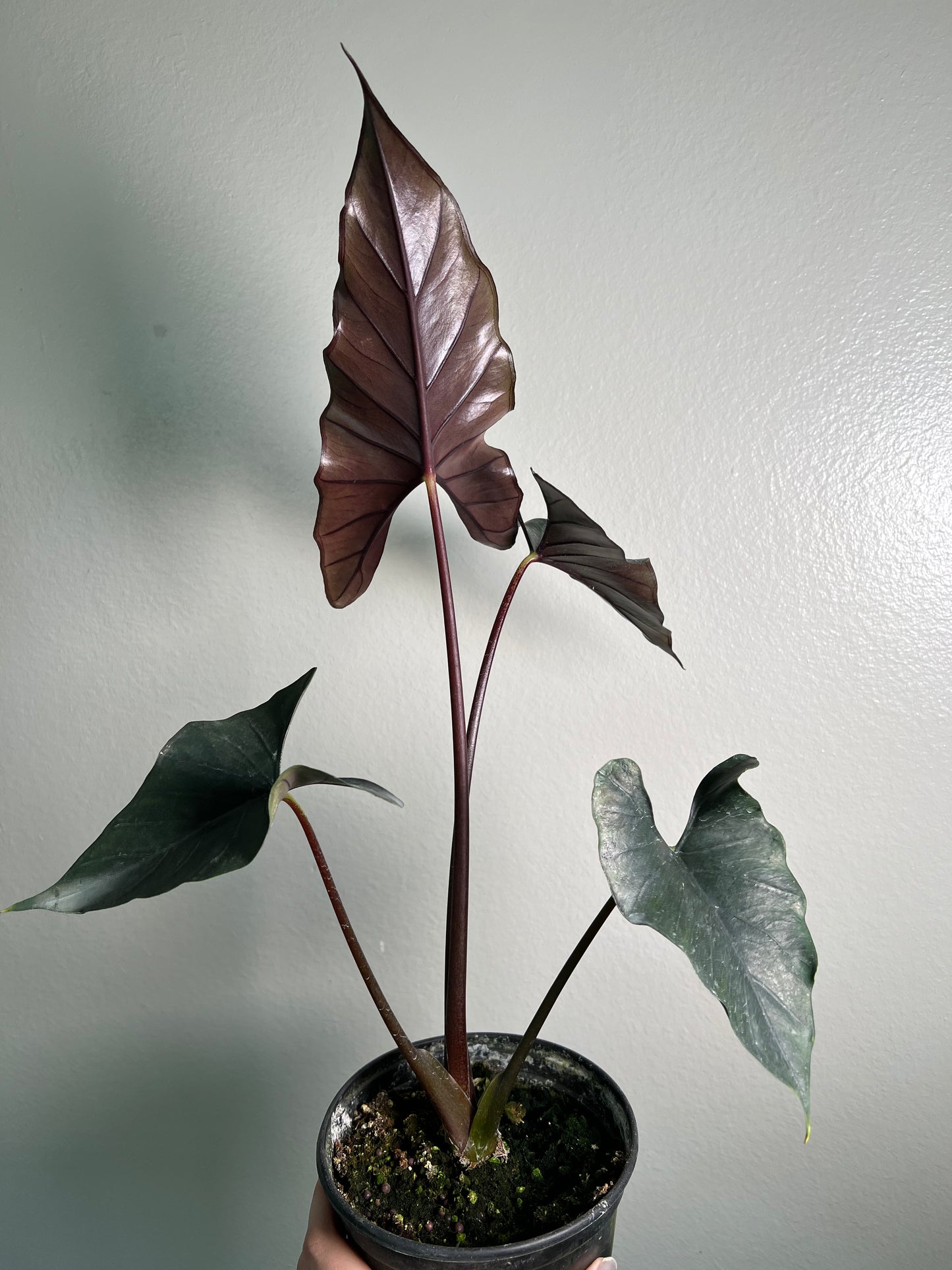 6” Alocasia Purple Cloak