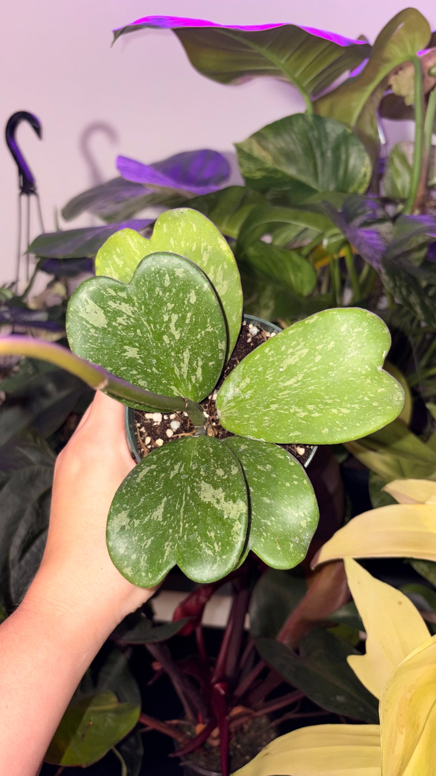 4” Hoya Kerrii Splash