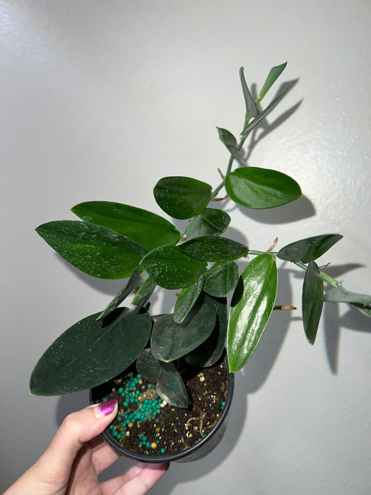 4” Scindapsus Treubii Dark Form