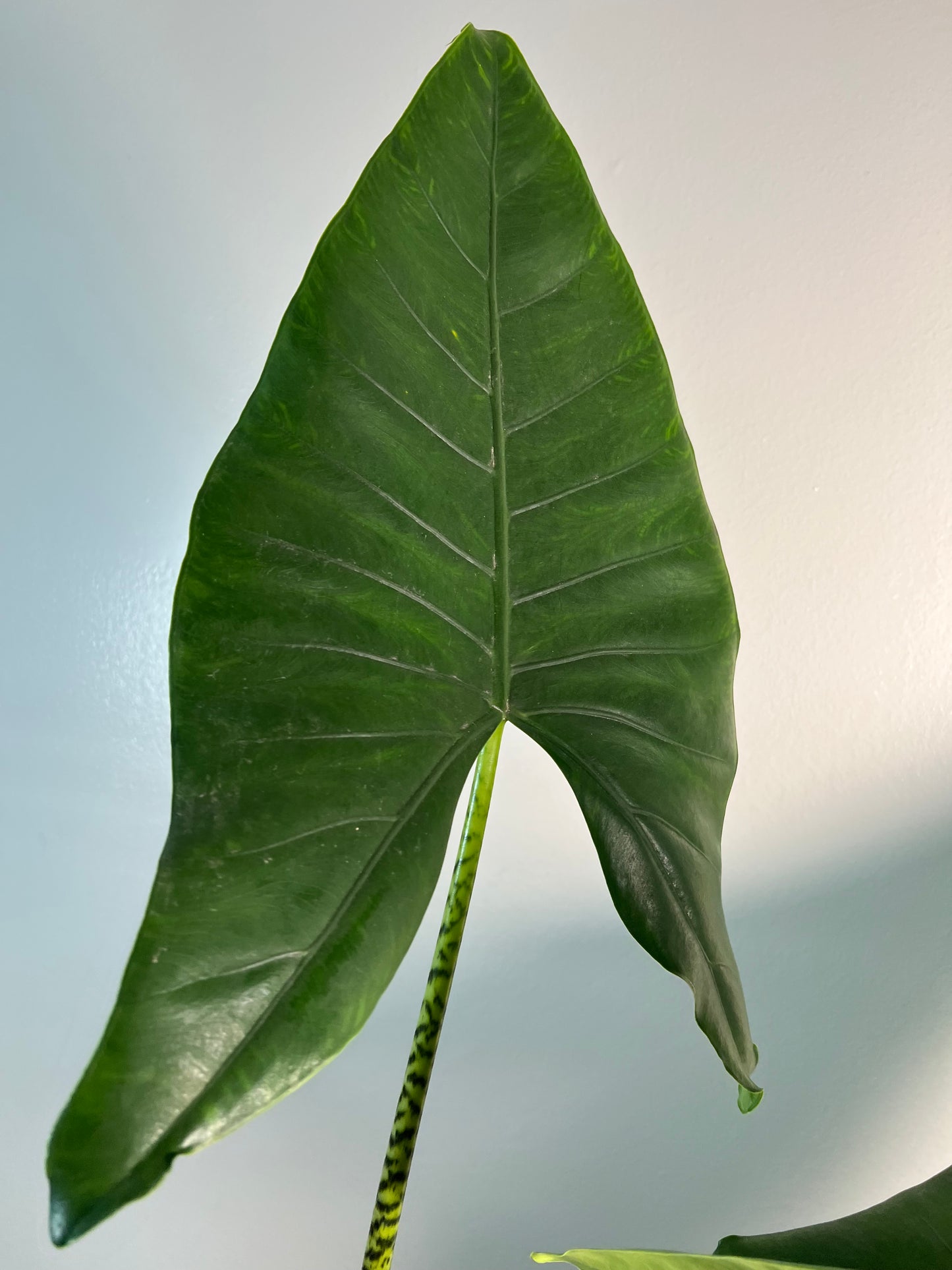 6” Alocasia Zebrina