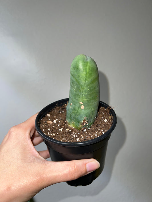 4” PP Cactus