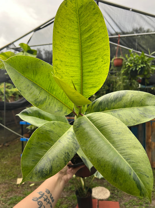 8” Ficus Shivereana Moonshine