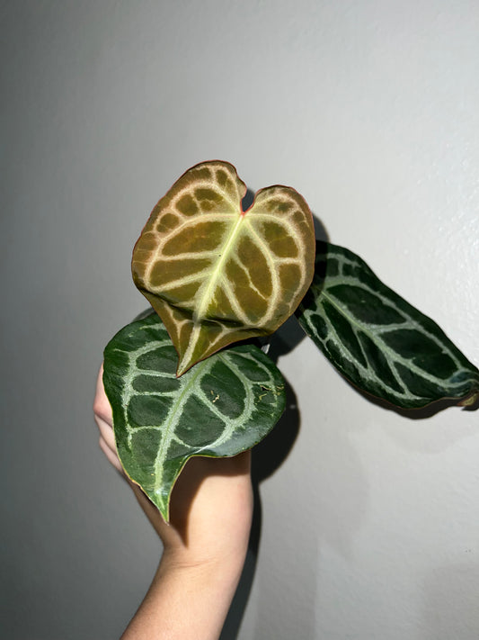 4” Anthurium SKG Silver X Red Crystallinum