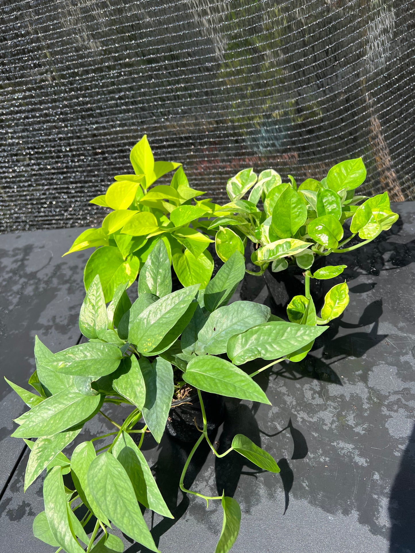 Epipremnum (Pothos) 3PACK