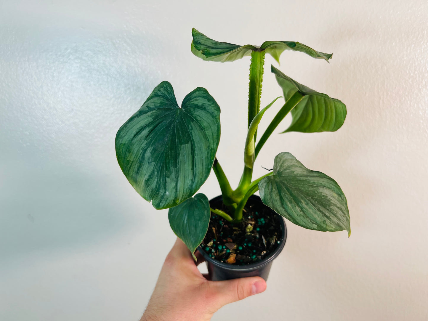 4” Philodendron Mamei
