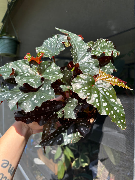 4” Begonia Maculata