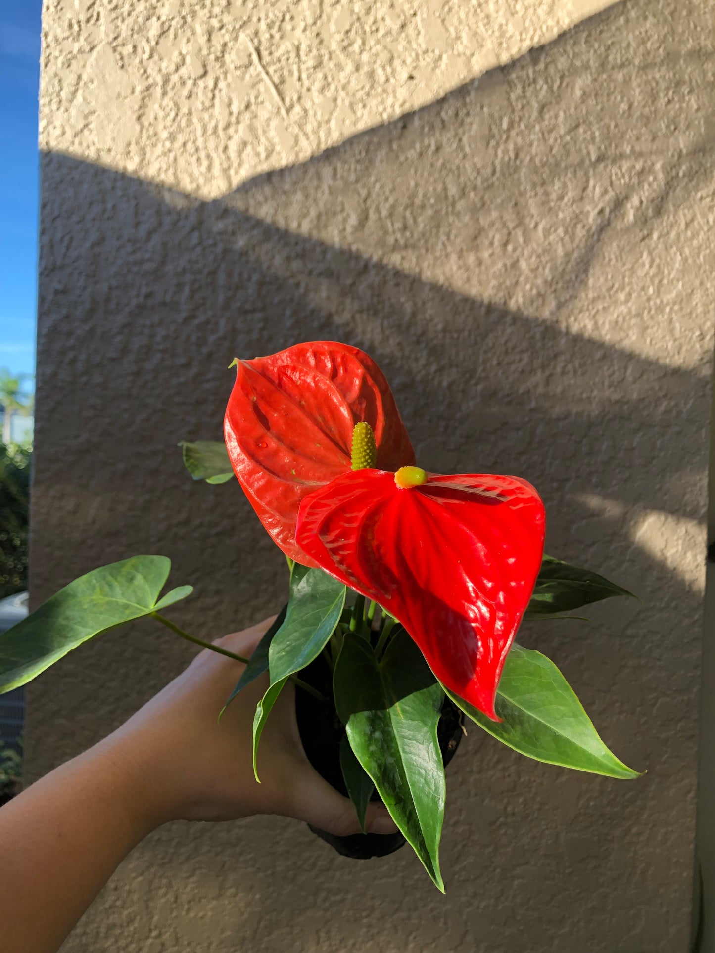 4” Anthurium “Aren’t you Orange”