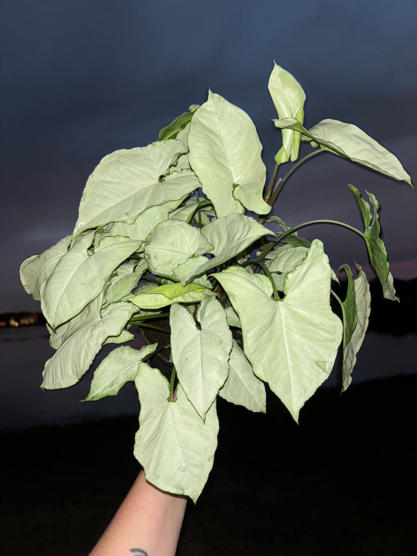 6” Syngonium Marble