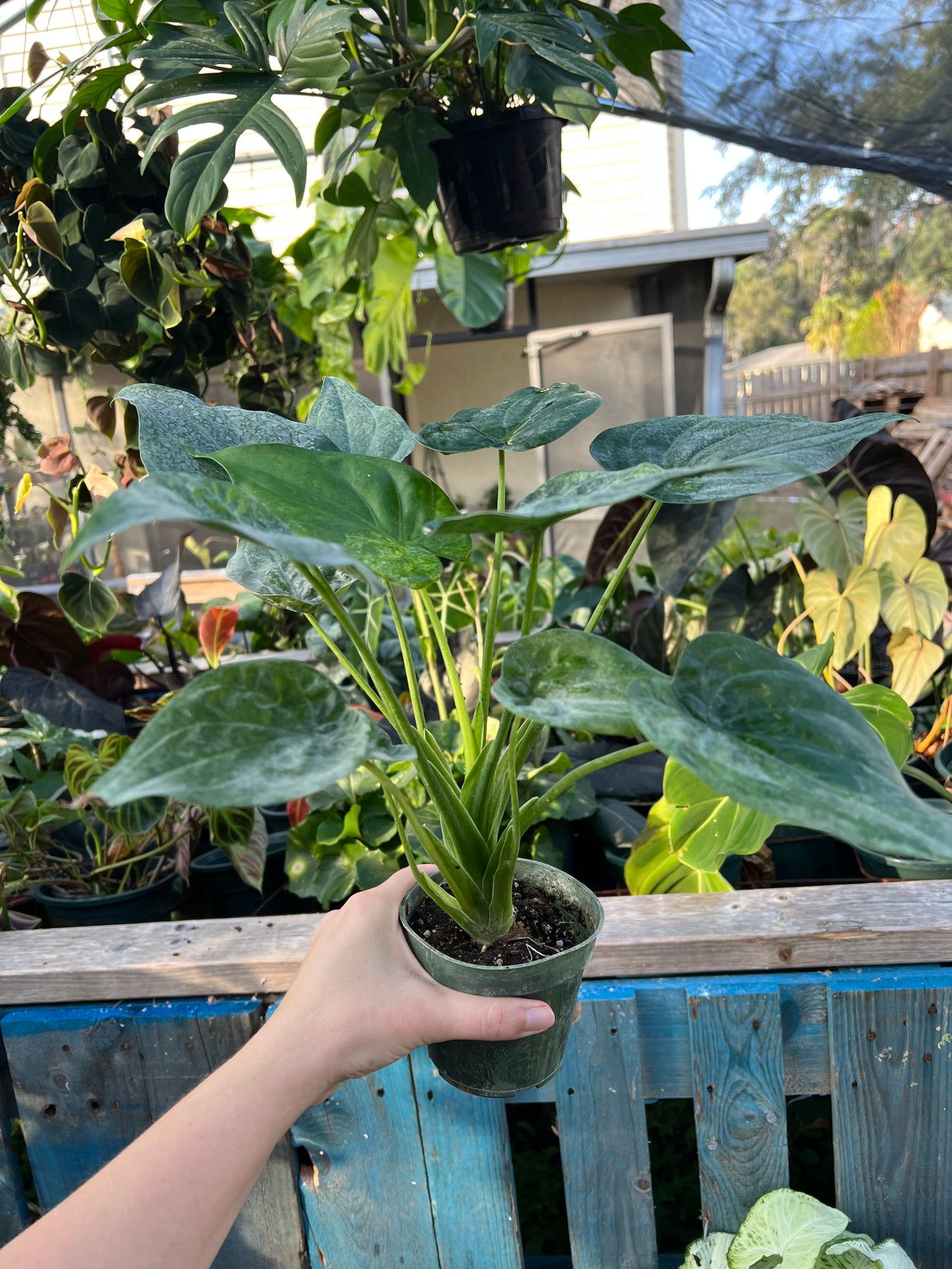 4” Alocasia Cucullata Mint