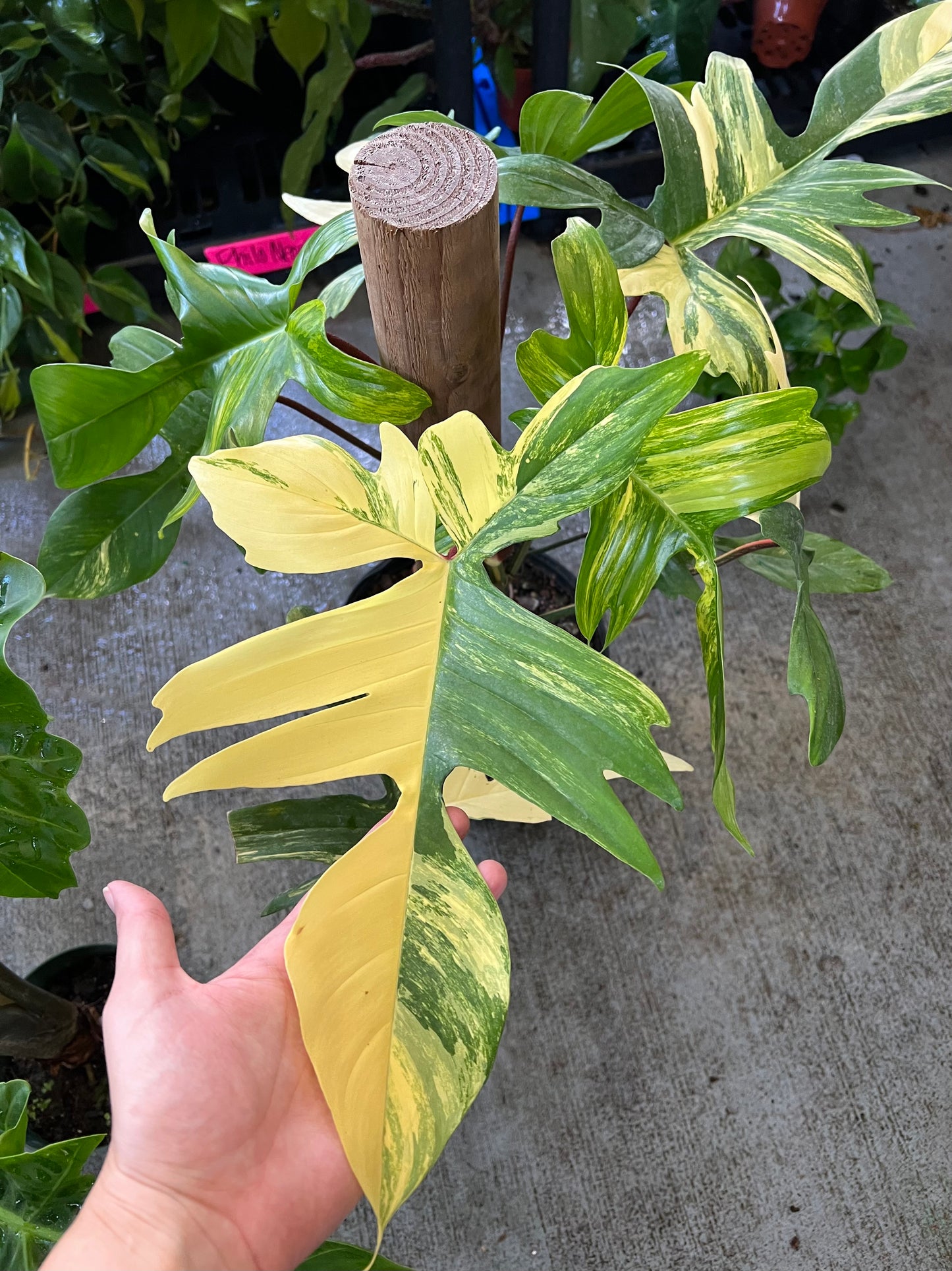 8” Philodendron Florida Beauty Pole