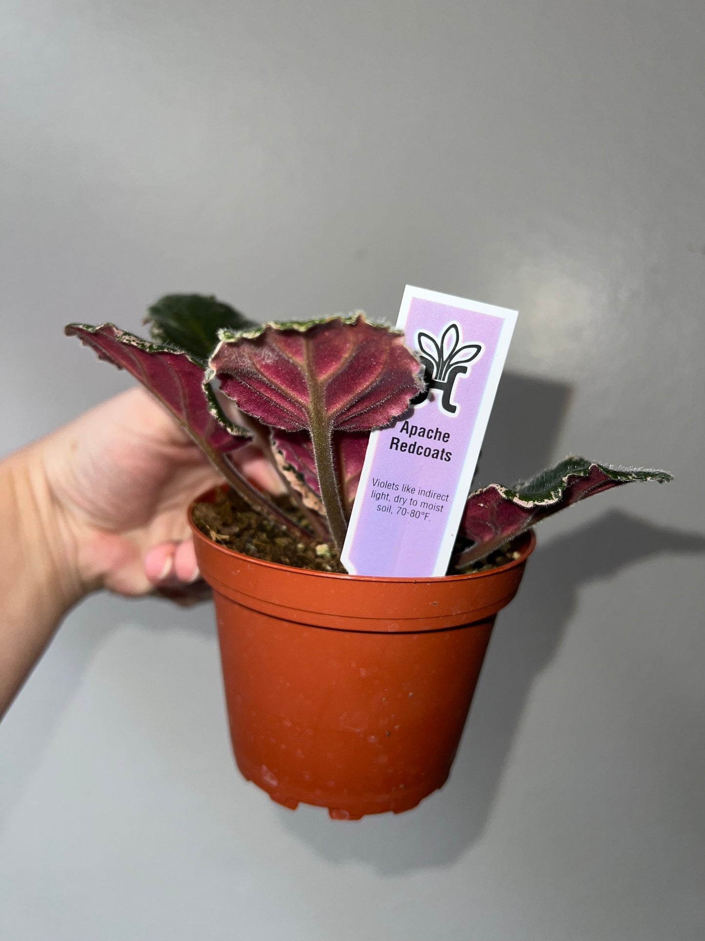 4” African Violet ‘Apache Redcoats’