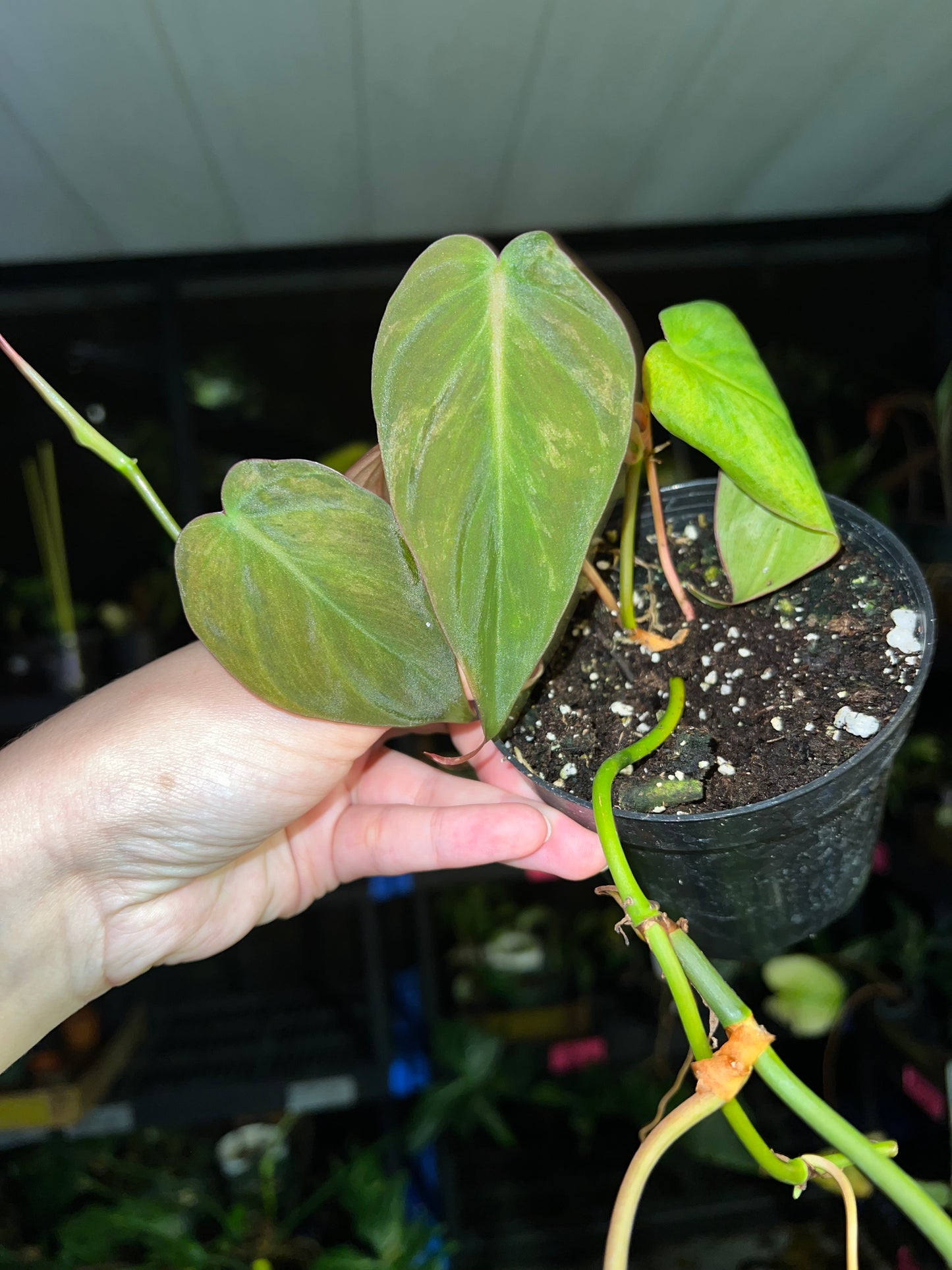 4” Philodendron Micans Mint