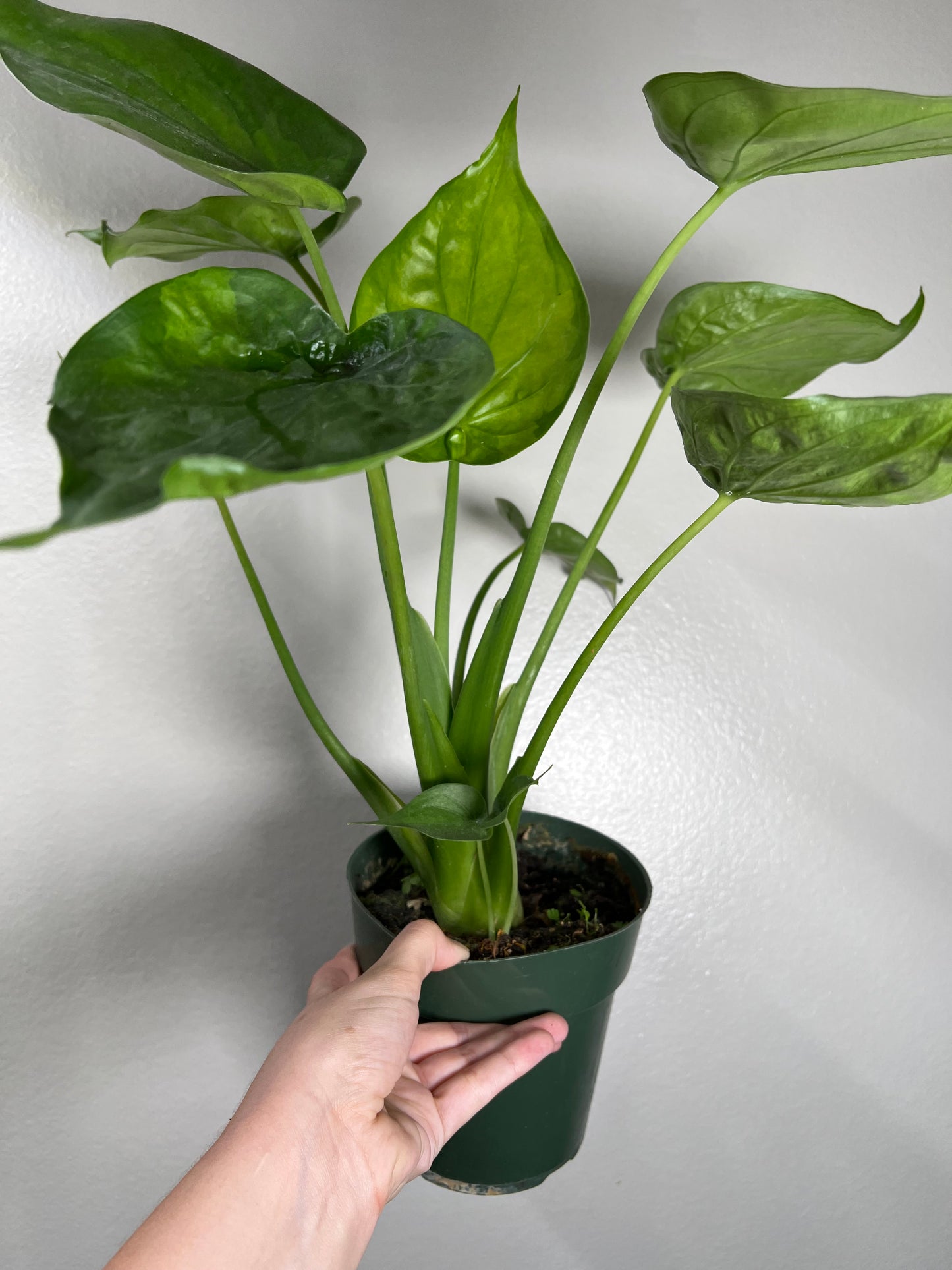 6” Alocasia Cucullata ‘Banana Split’